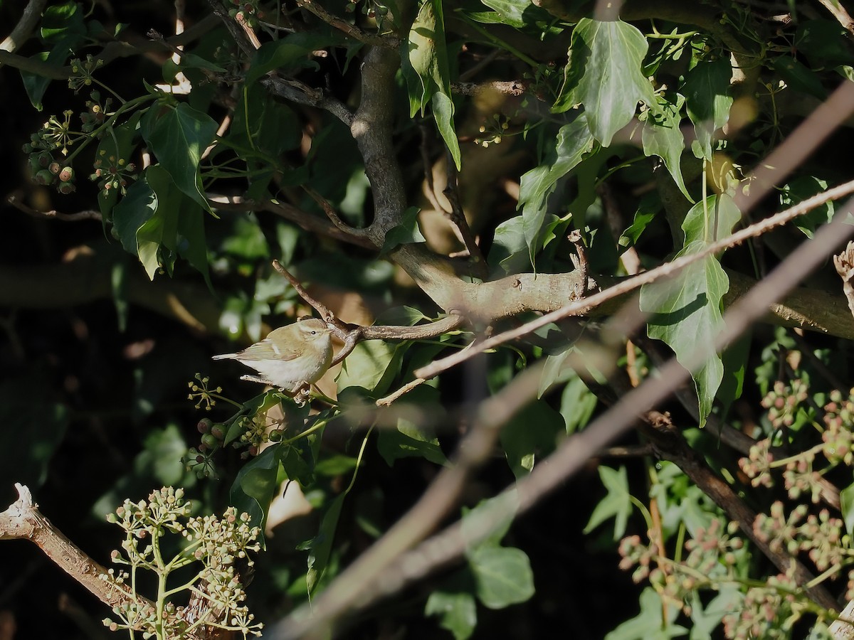 budníček altajský - ML645702091