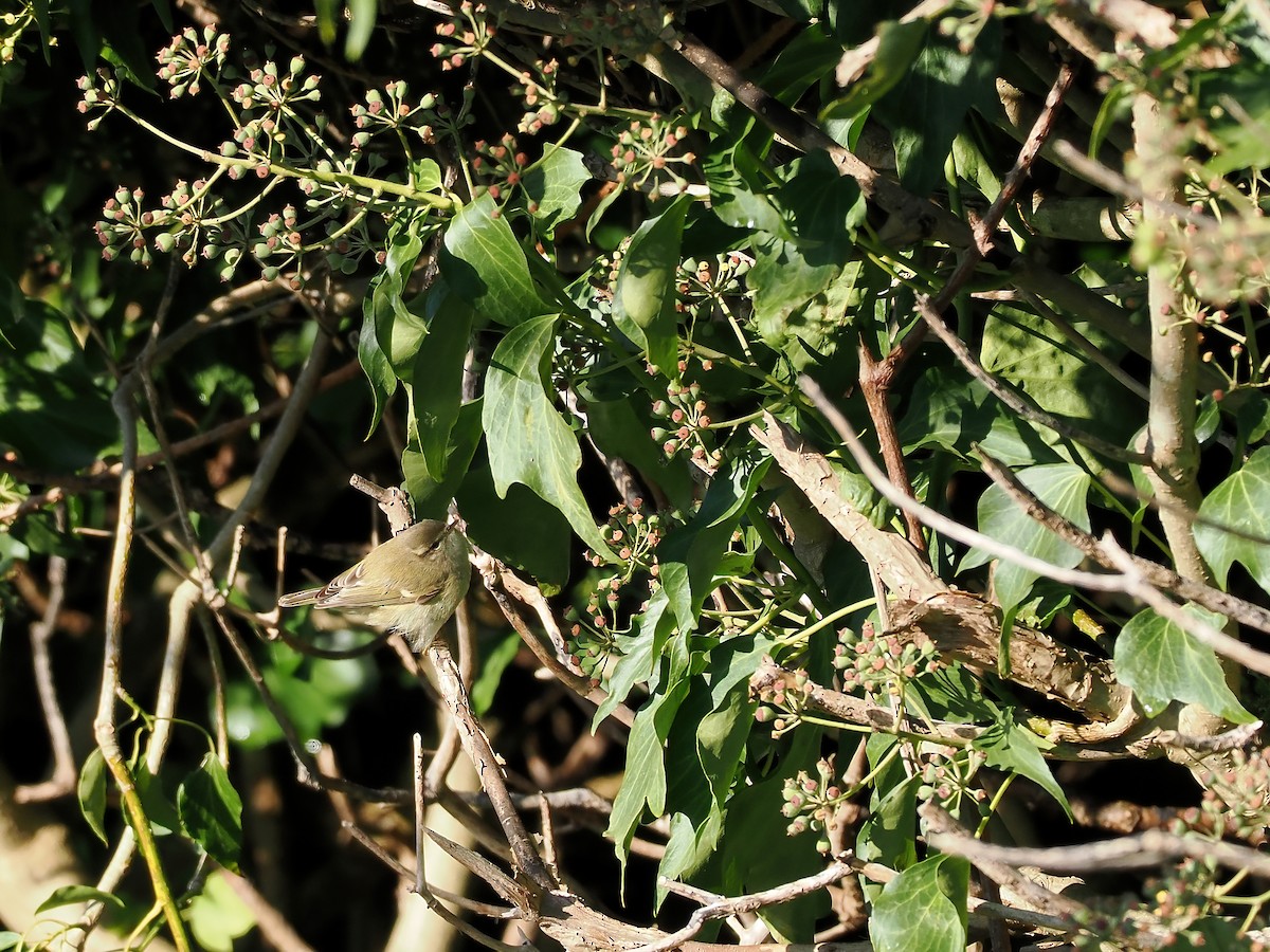 budníček altajský - ML645702092