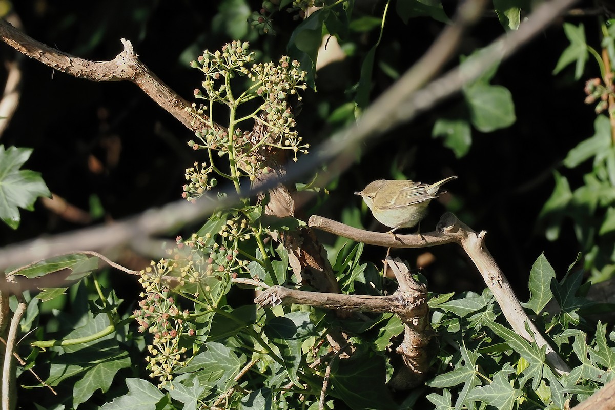 budníček altajský - ML645702097