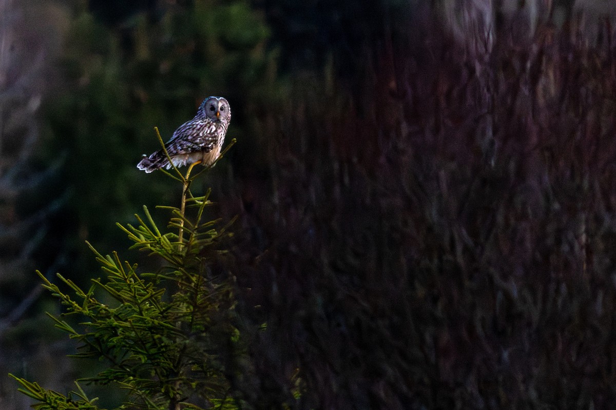 Ural Owl - ML645702098