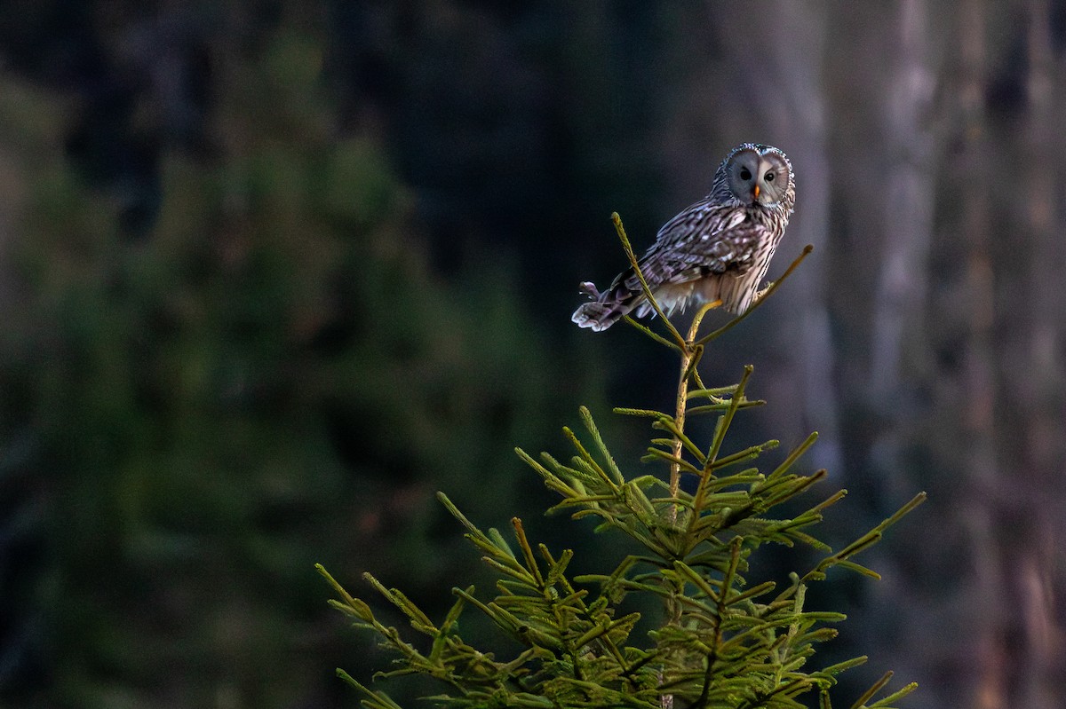 Ural Owl - ML645702099