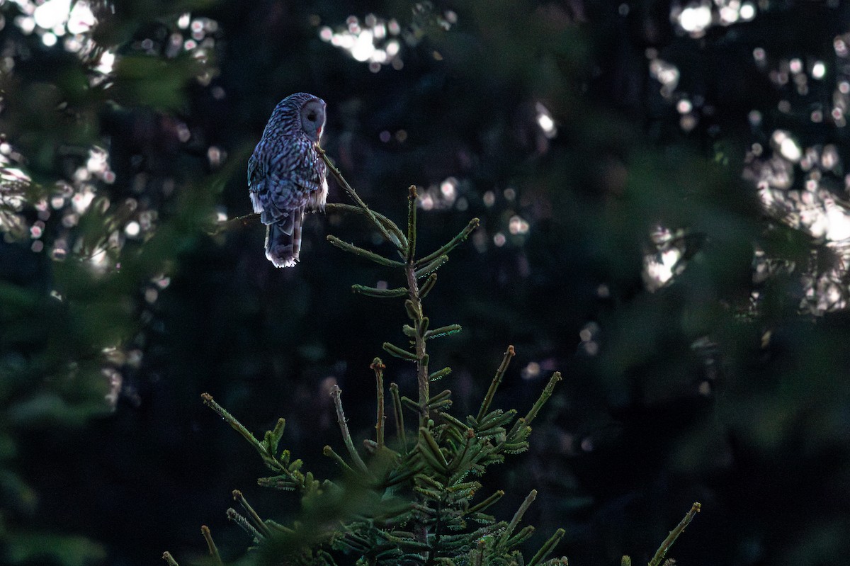 Ural Owl - ML645702100