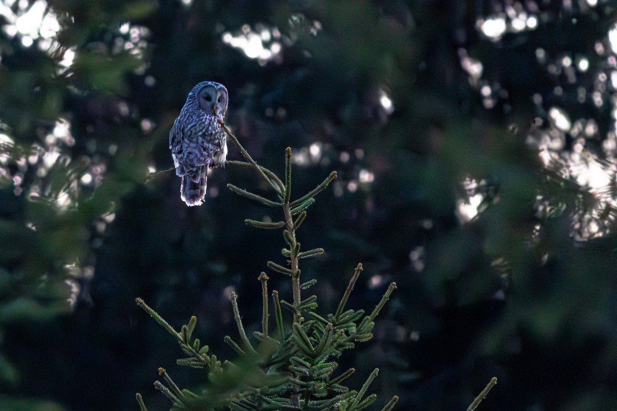 Ural Owl - ML645702101