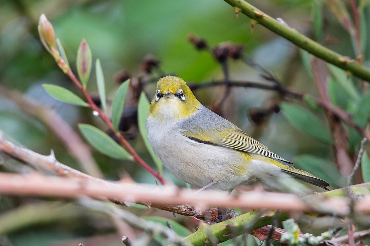 Silvereye - ML645702102