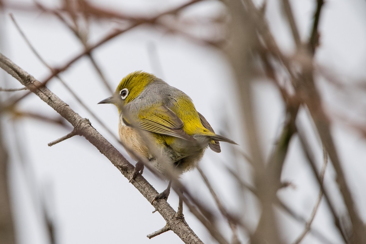 Silvereye - ML645702103