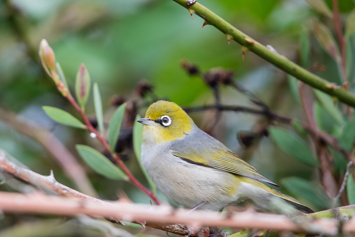 Silvereye - ML645702104