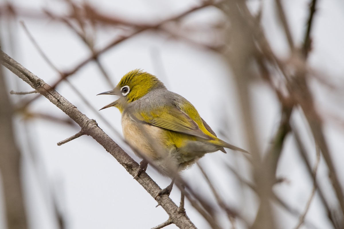 Silvereye - ML645702105