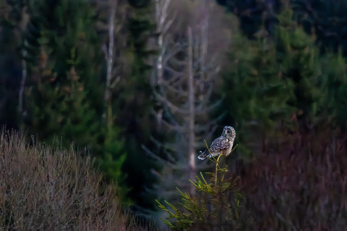 Ural Owl - ML645702107