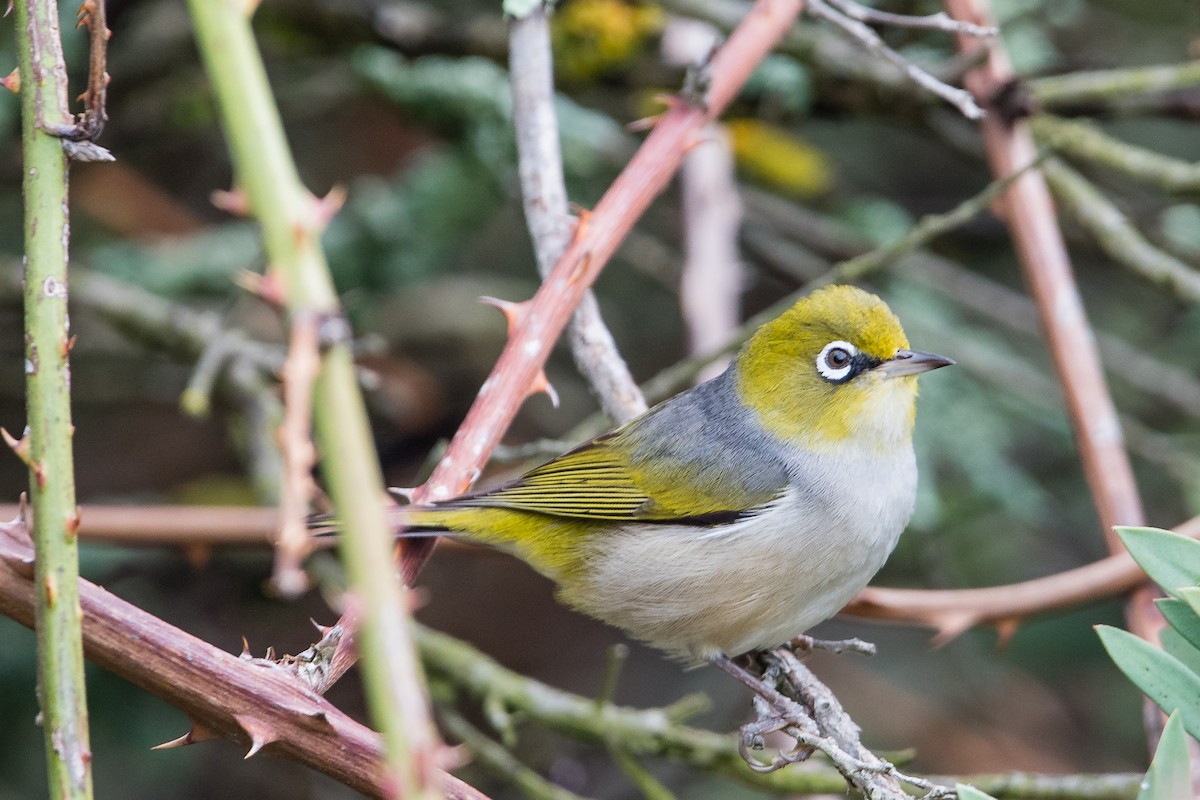 Silvereye - ML645702108