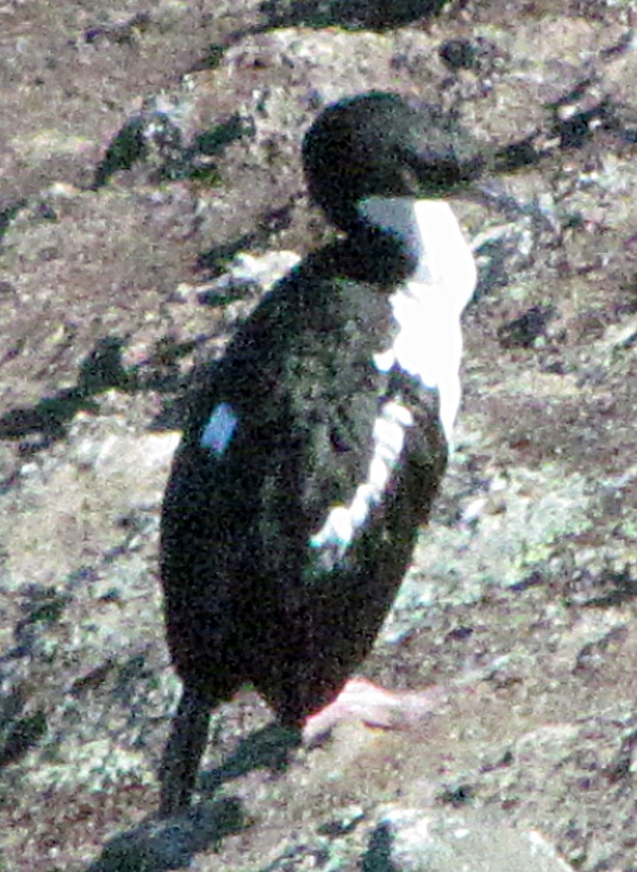 kormorán otagský - ML645702109