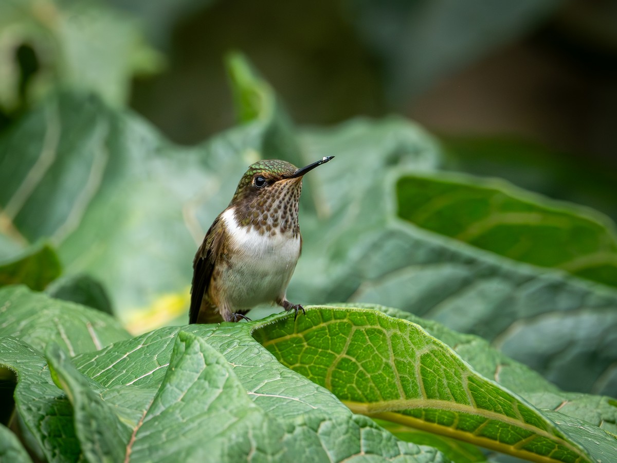 Volcano Hummingbird - ML645702117