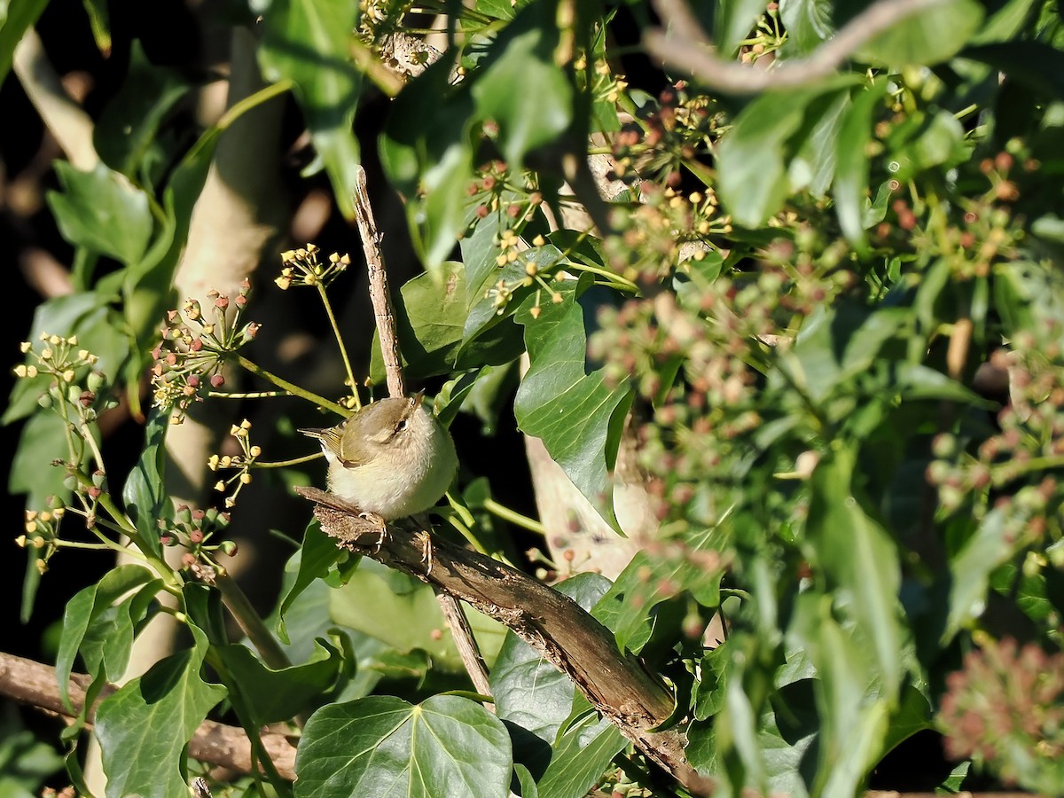 budníček altajský - ML645702127