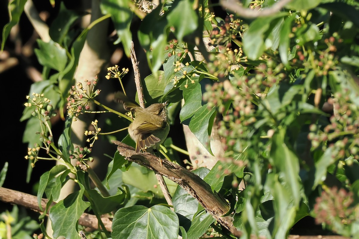 budníček altajský - ML645702128