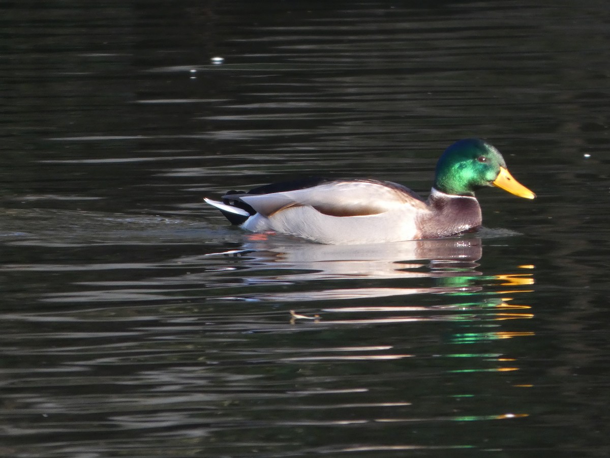 綠頭鴨 - ML645702129