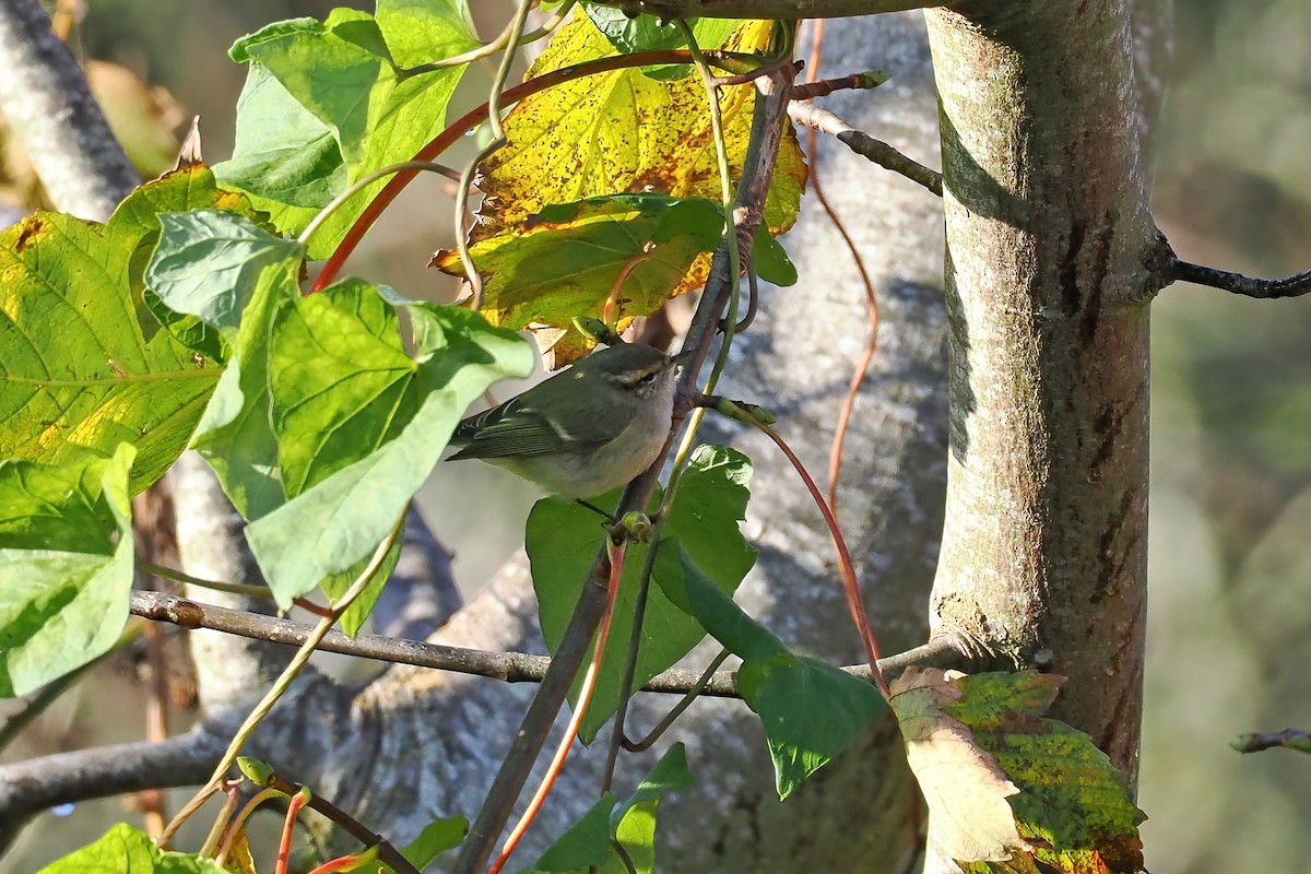 budníček altajský - ML645702134