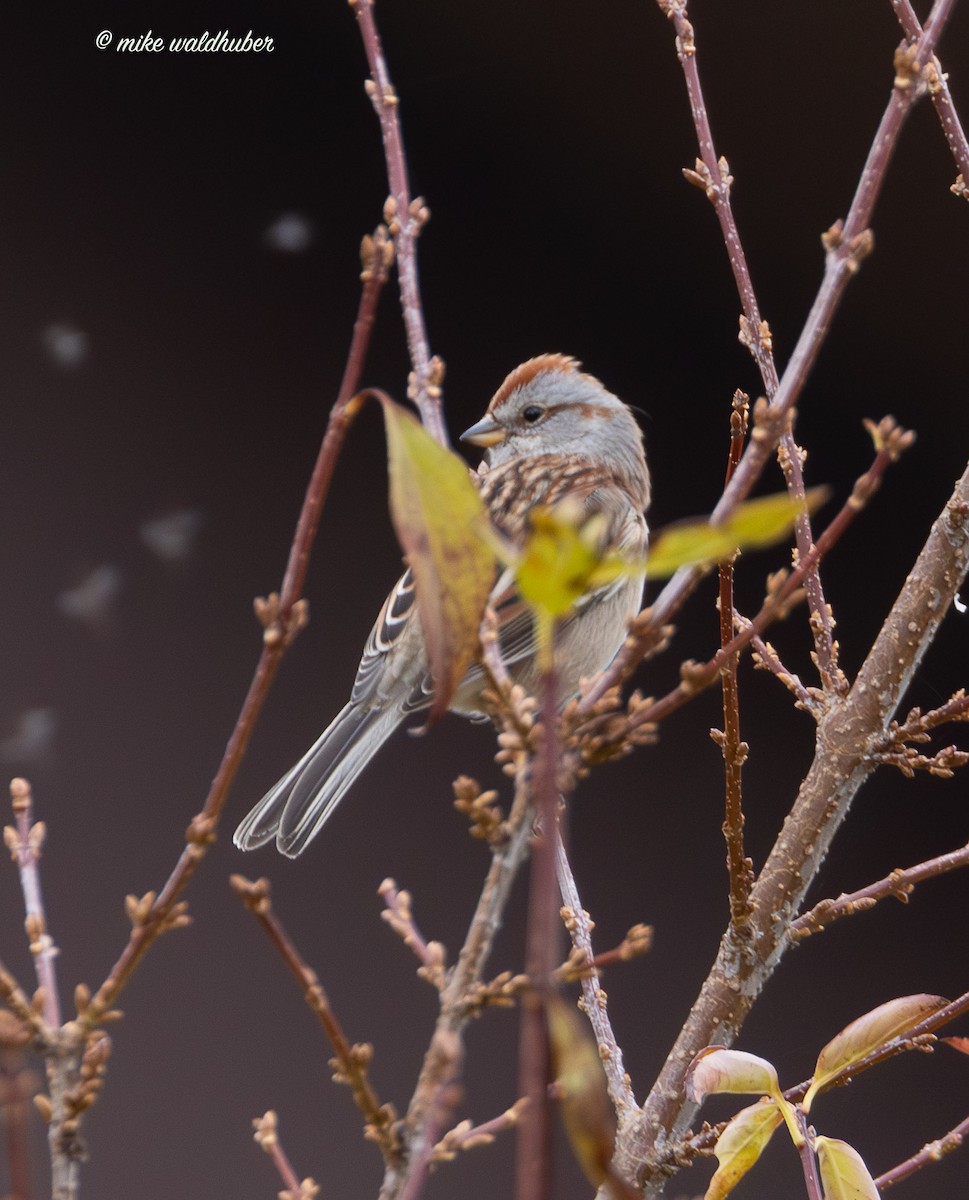 Пасовник північний - ML645702136