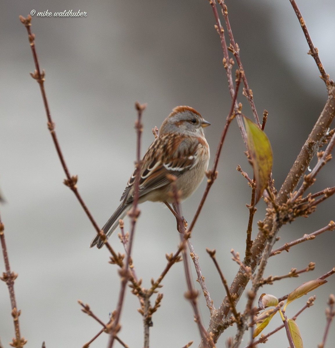 Пасовник північний - ML645702137