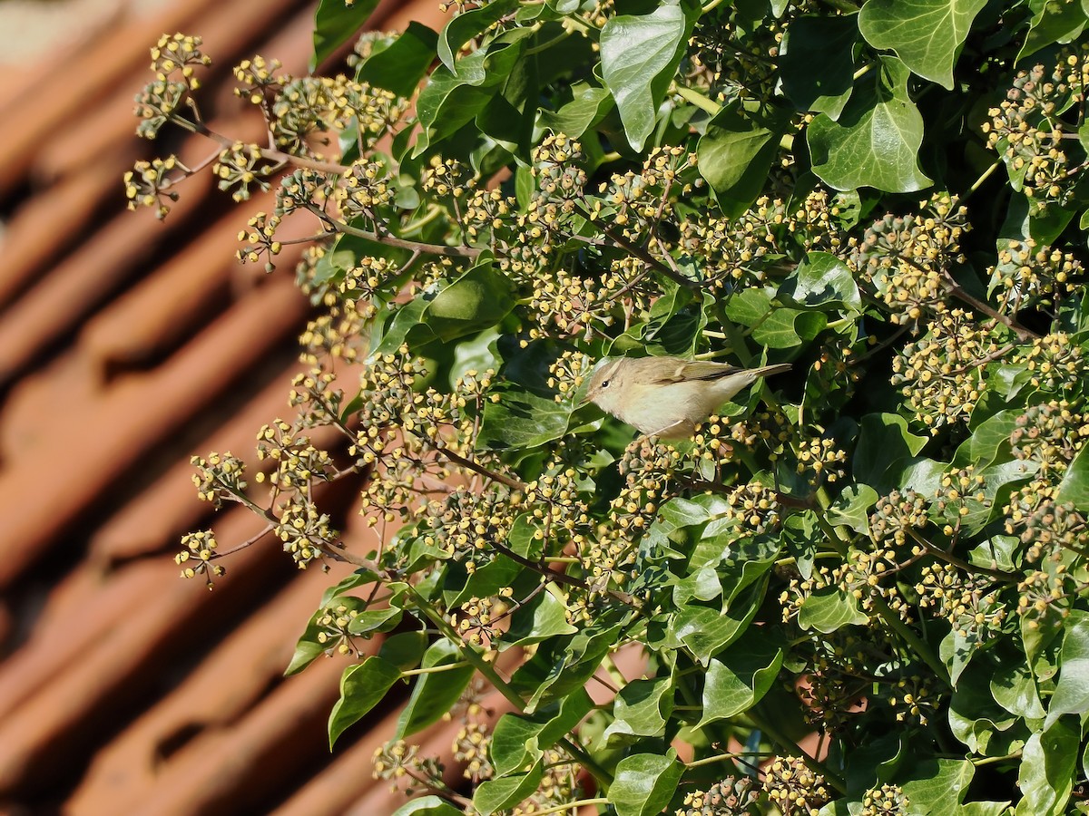 budníček altajský - ML645702151