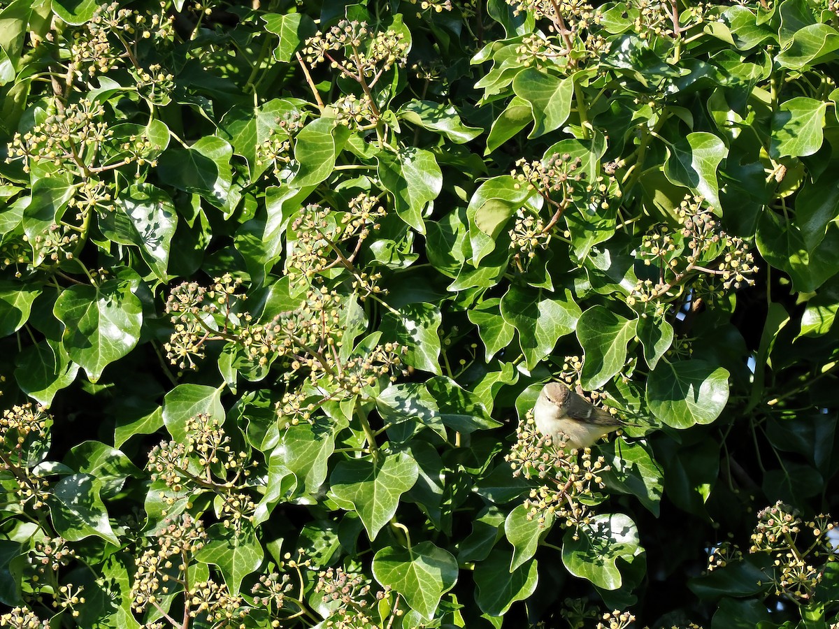 budníček altajský - ML645702152