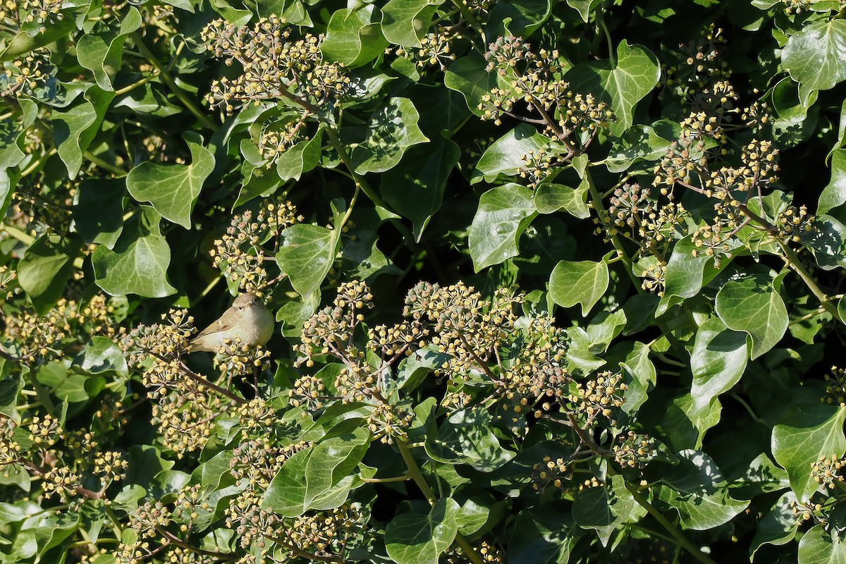 budníček altajský - ML645702153