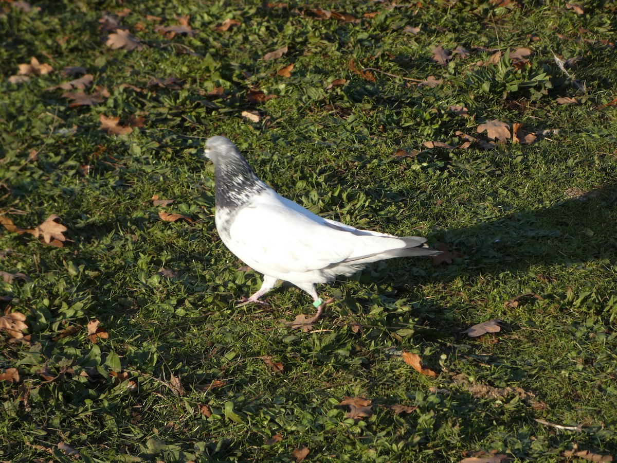 Paloma Bravía (variedad doméstica) - ML645702160