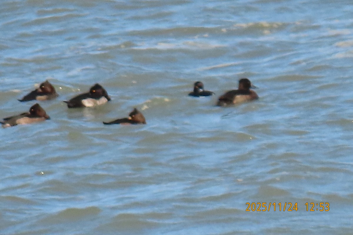 鳳頭潛鴨 - ML645702161