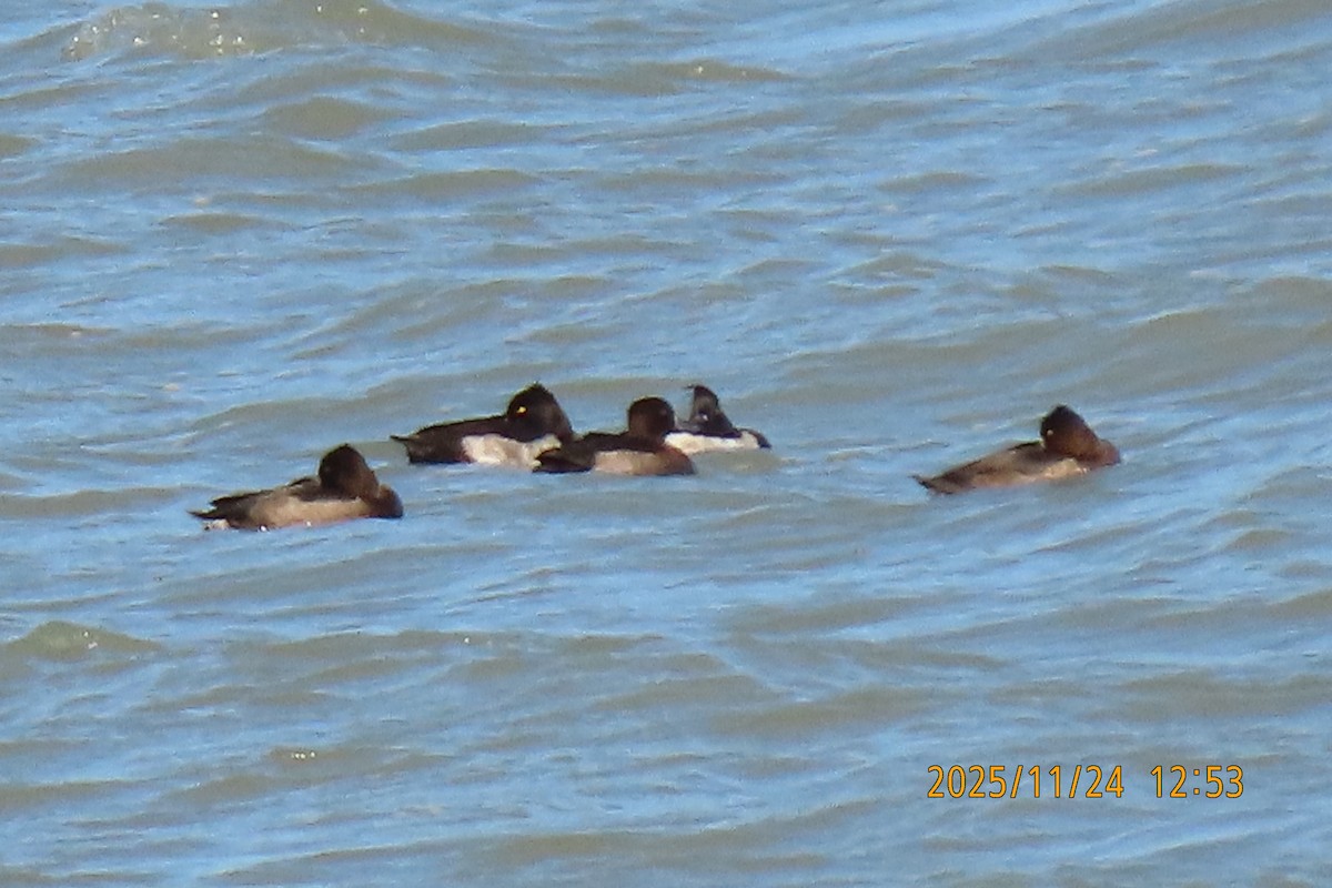 鳳頭潛鴨 - ML645702162