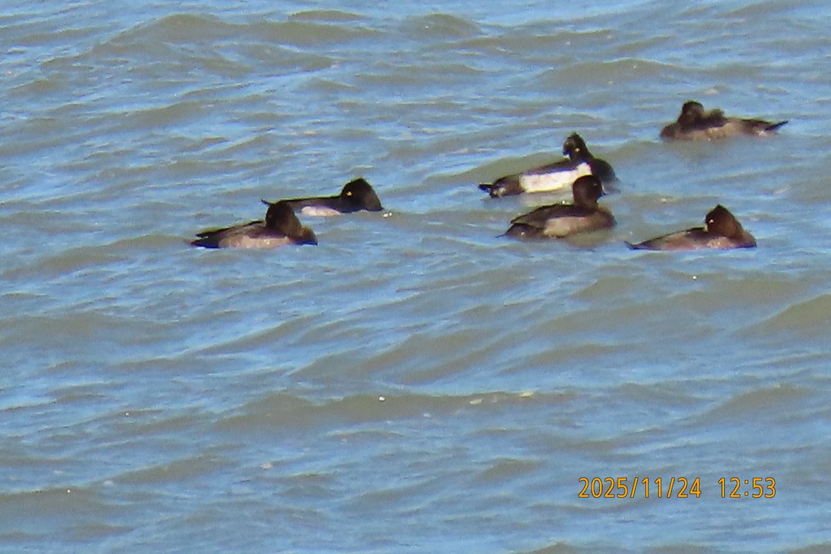 鳳頭潛鴨 - ML645702163