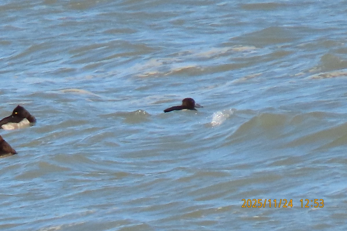 鳳頭潛鴨 - ML645702168