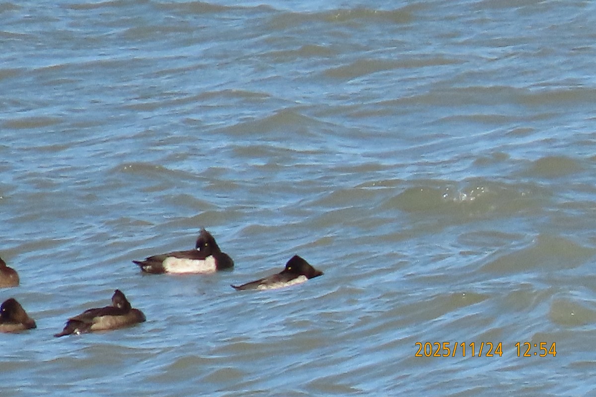 鳳頭潛鴨 - ML645702170