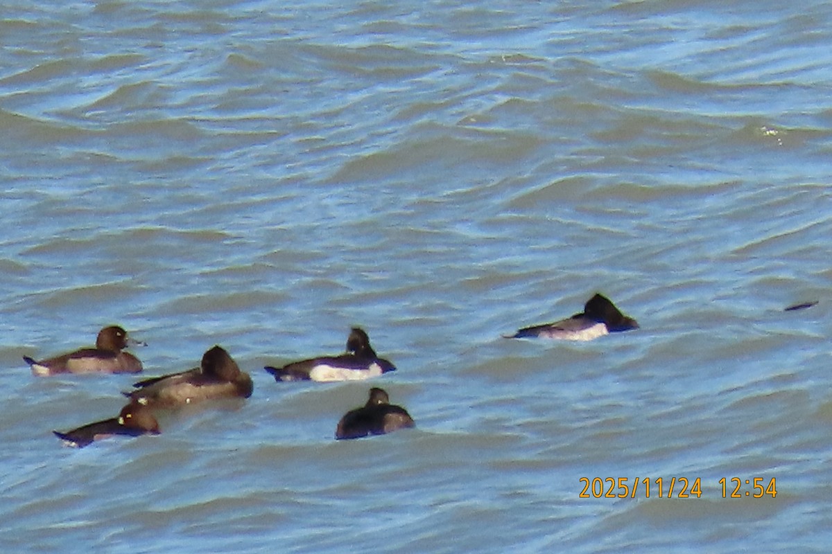 鳳頭潛鴨 - ML645702171