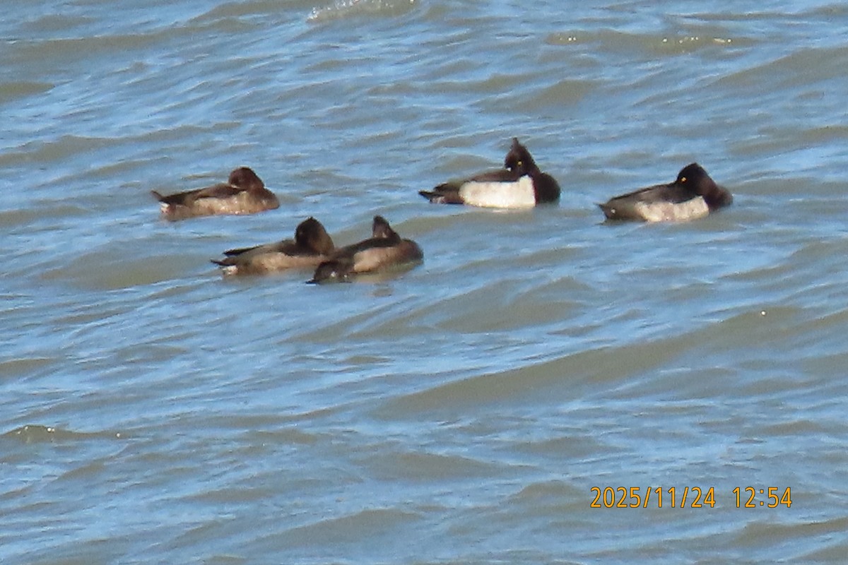 鳳頭潛鴨 - ML645702172