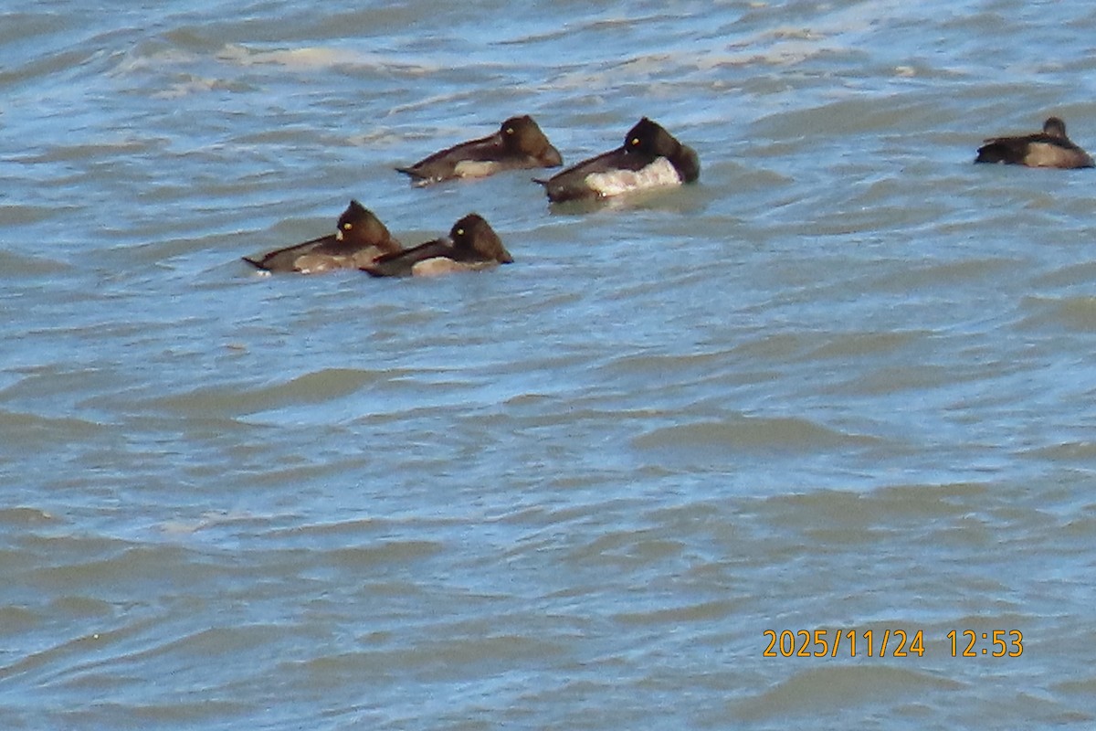 鳳頭潛鴨 - ML645702173