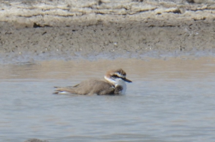 東方環頸鴴(alexandrinus/nihonensis) - ML645702176