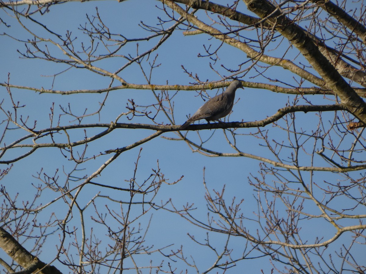 Paloma Torcaz - ML645702177