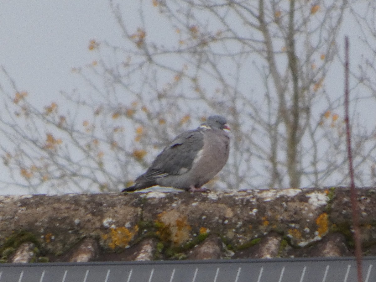 Paloma Torcaz - ML645702178