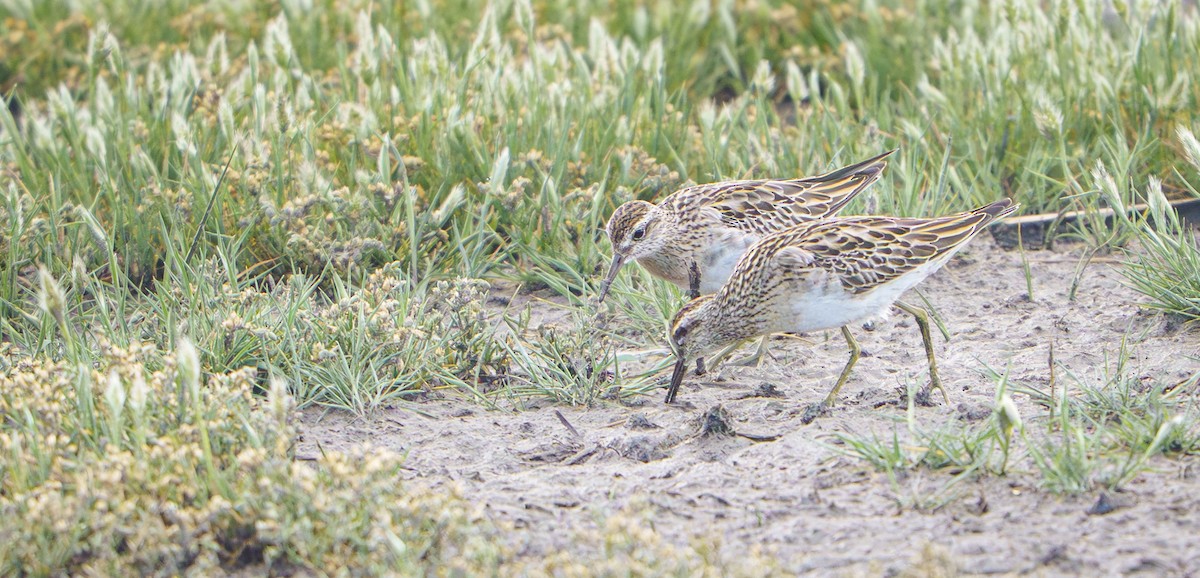 尖尾濱鷸 - ML645702179