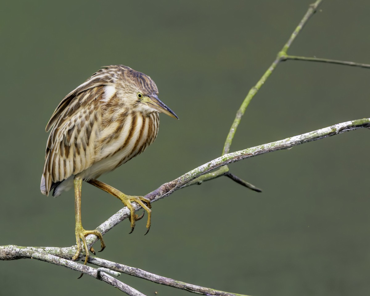 黃小鷺 - ML645702181