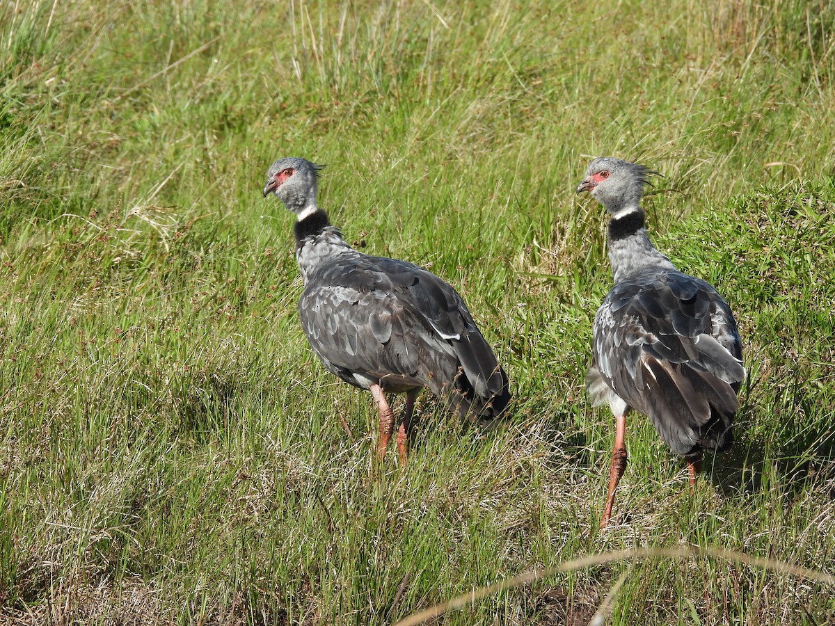 Southern Screamer - ML645702182
