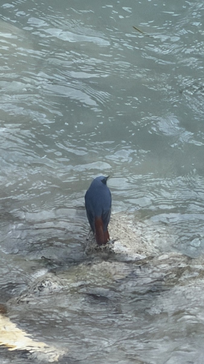 鉛色水鶇 - ML645702183