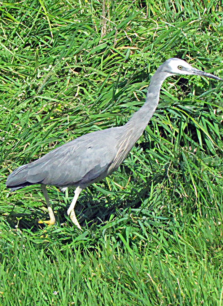 白臉鷺 - ML645702184