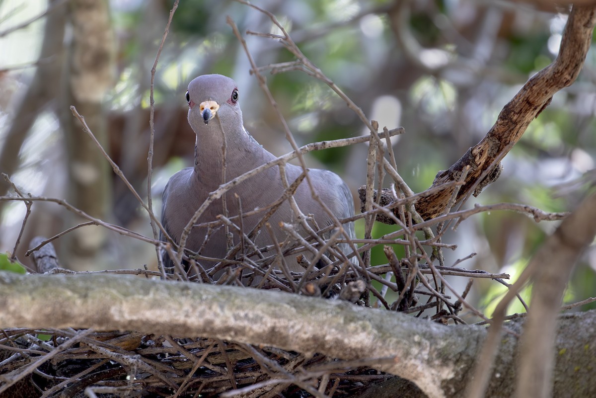 Band-tailed Pigeon - ML645702185