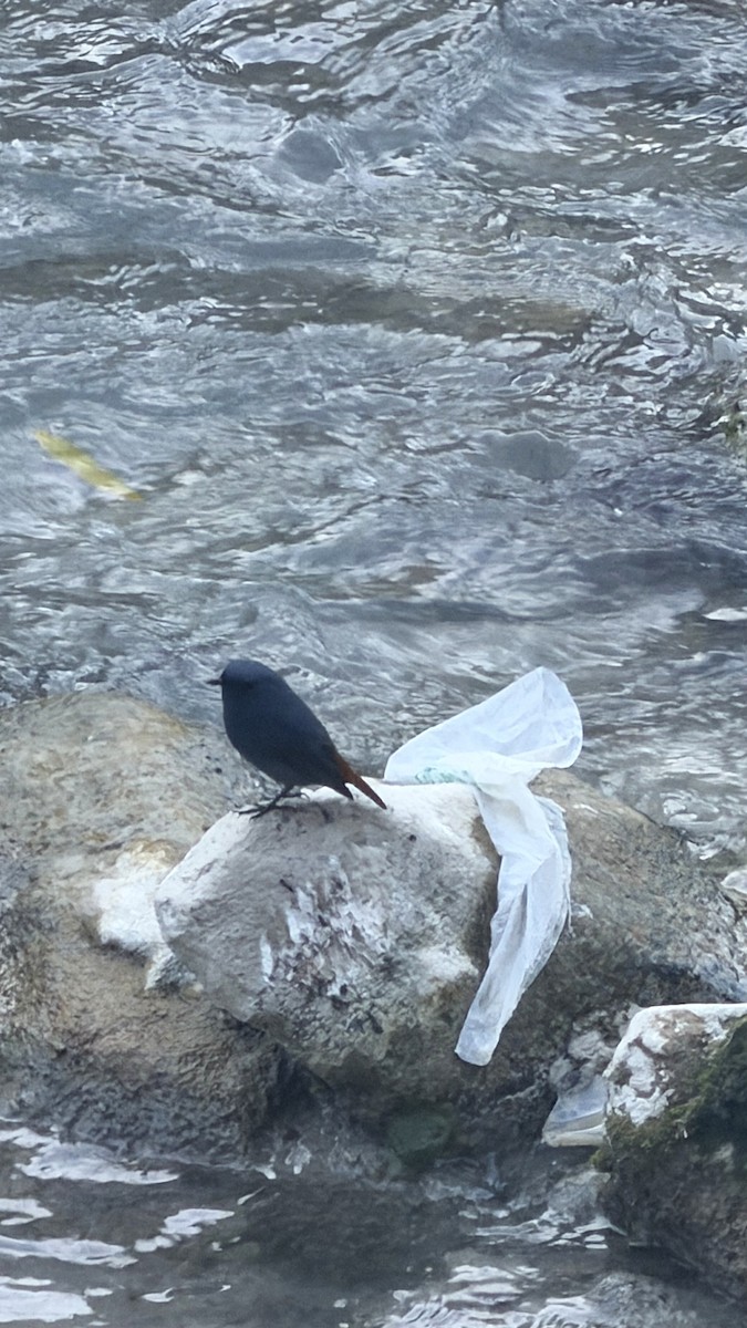 鉛色水鶇 - ML645702186