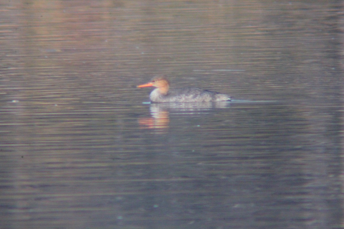 紅胸秋沙 - ML645702187