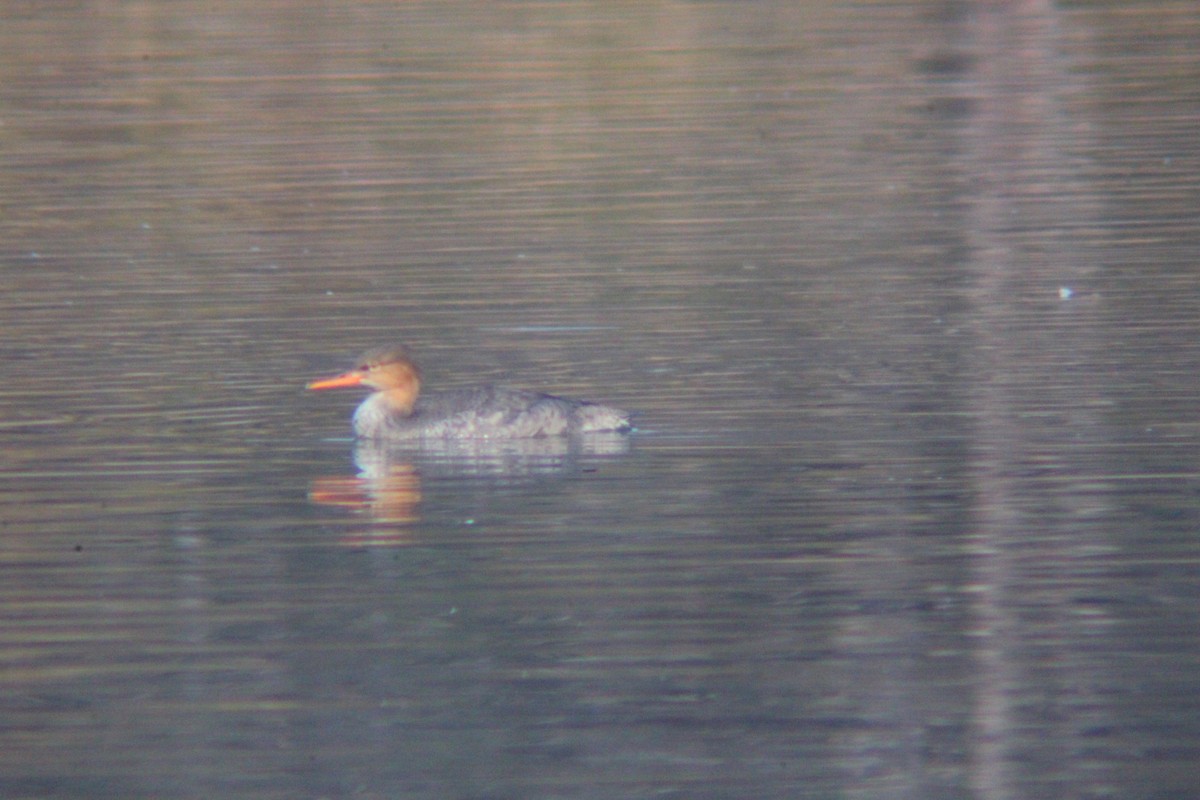 紅胸秋沙 - ML645702188