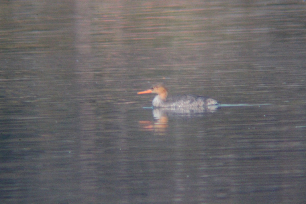 紅胸秋沙 - ML645702189