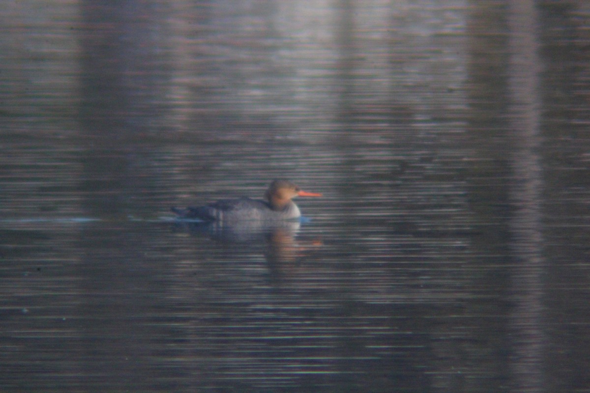 紅胸秋沙 - ML645702190