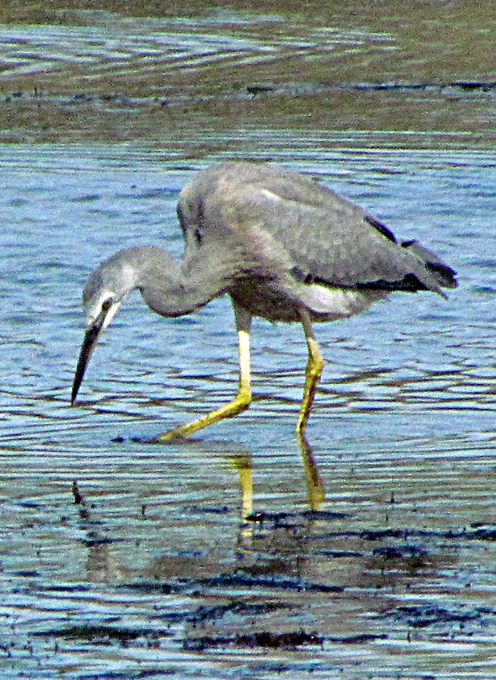 白臉鷺 - ML645702194