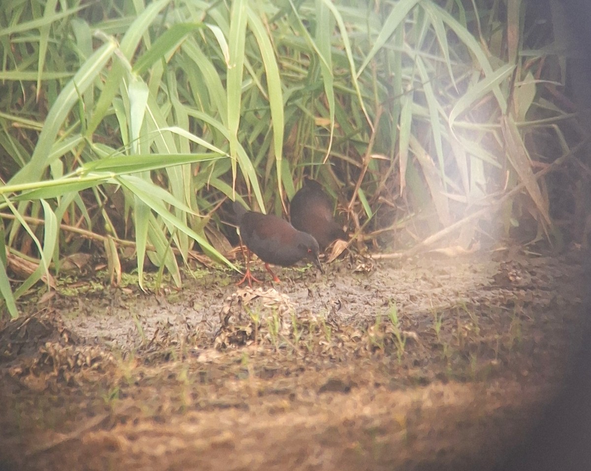 Spotless Crake - ML645702200