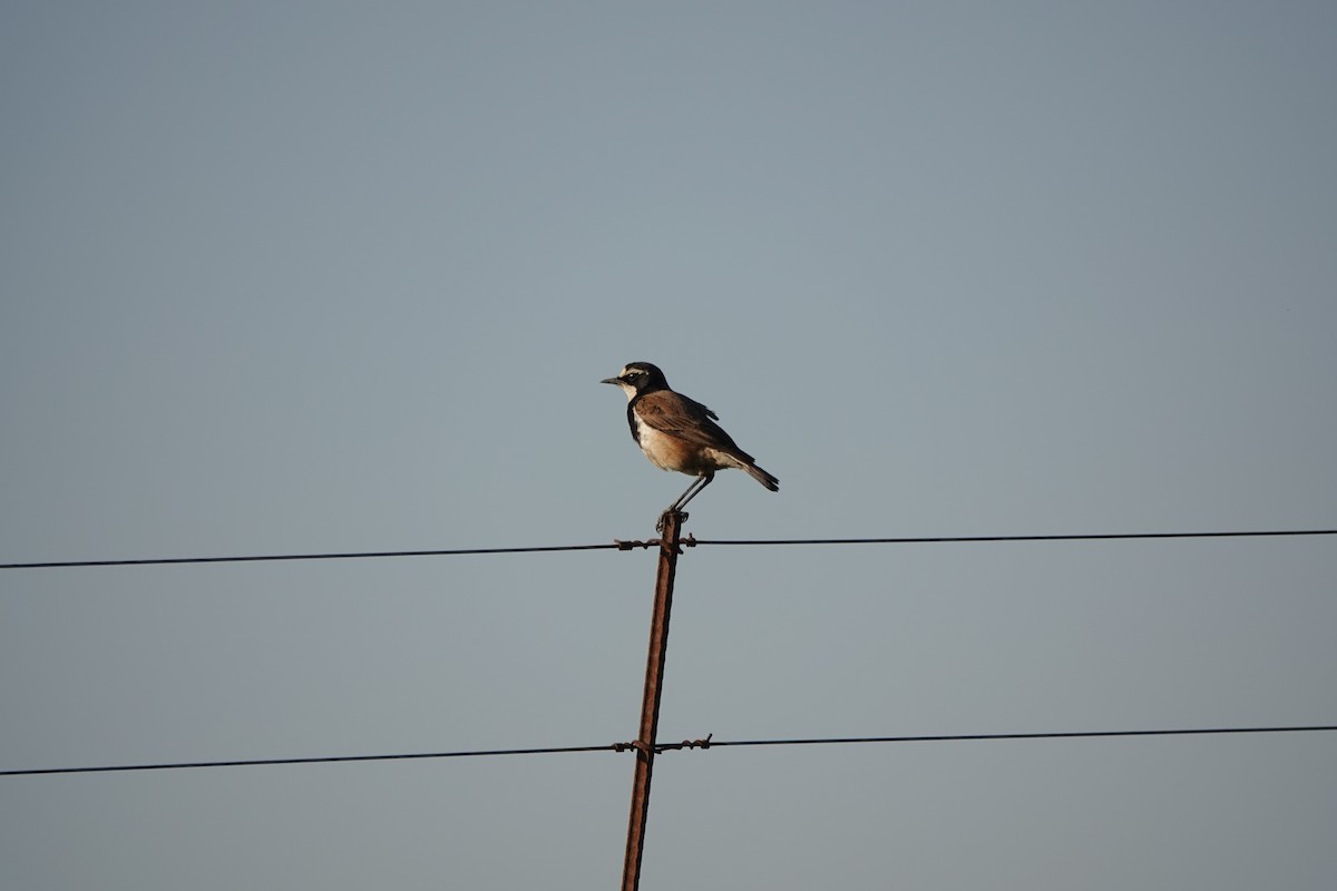 Capped Wheatear - ML645702202